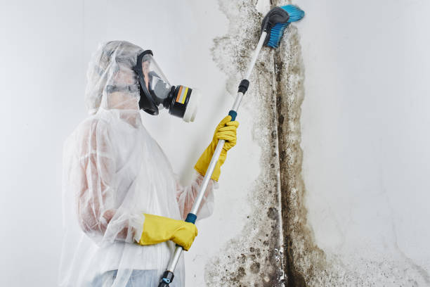 Biohazard Mold Removal in El Verano, CA